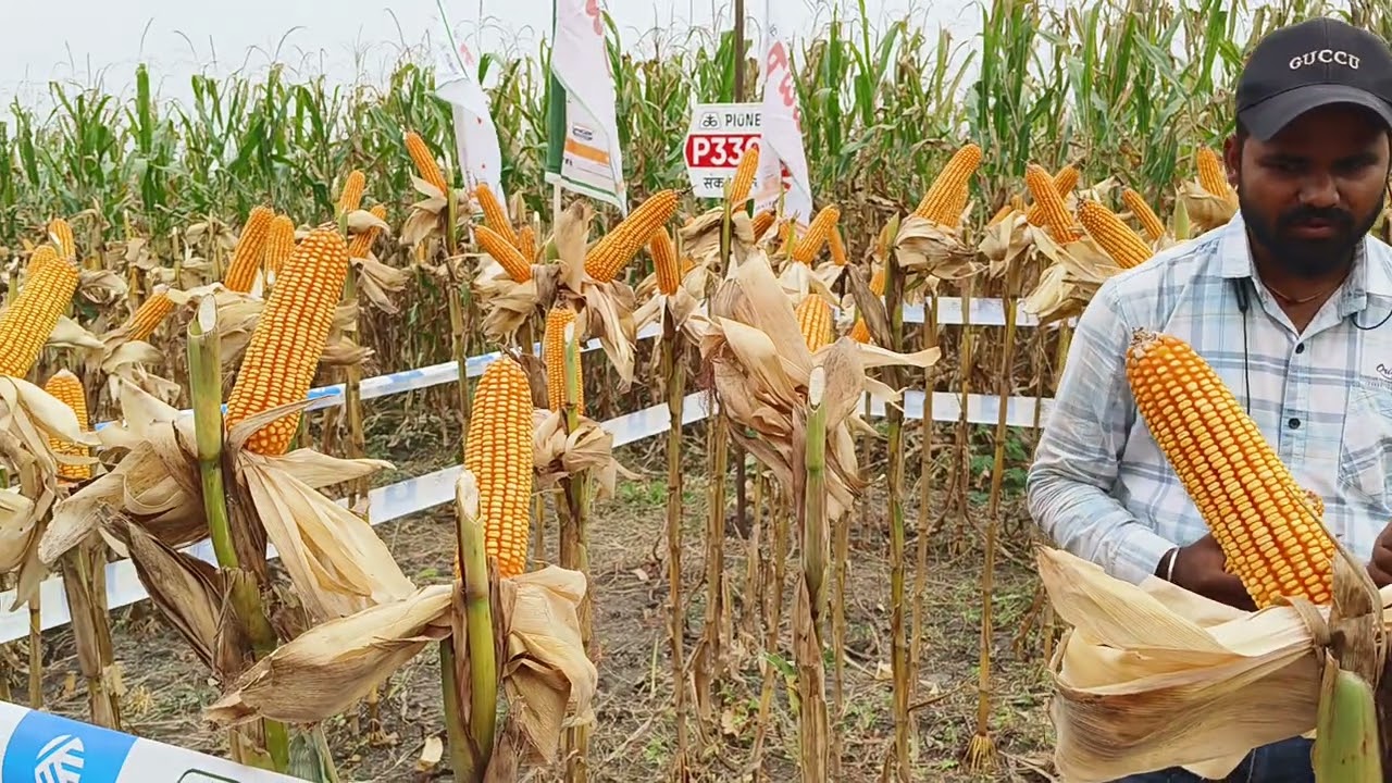 PIONEER BRAND P3302 LE TAKKAR 🌽#PIONEERSEED #CORTEVAAGRISCIENCE #agriculture #pioneerseeds#p3302 🌽🌽