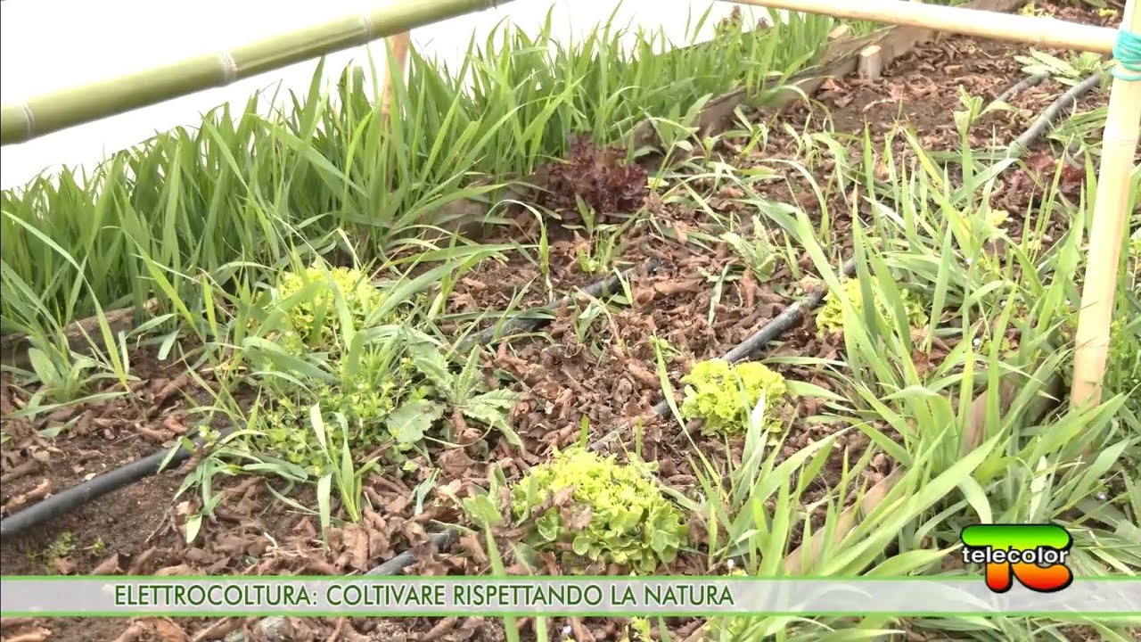 Elettrocoltura: coltivare rispettando la natura 25.04.2022