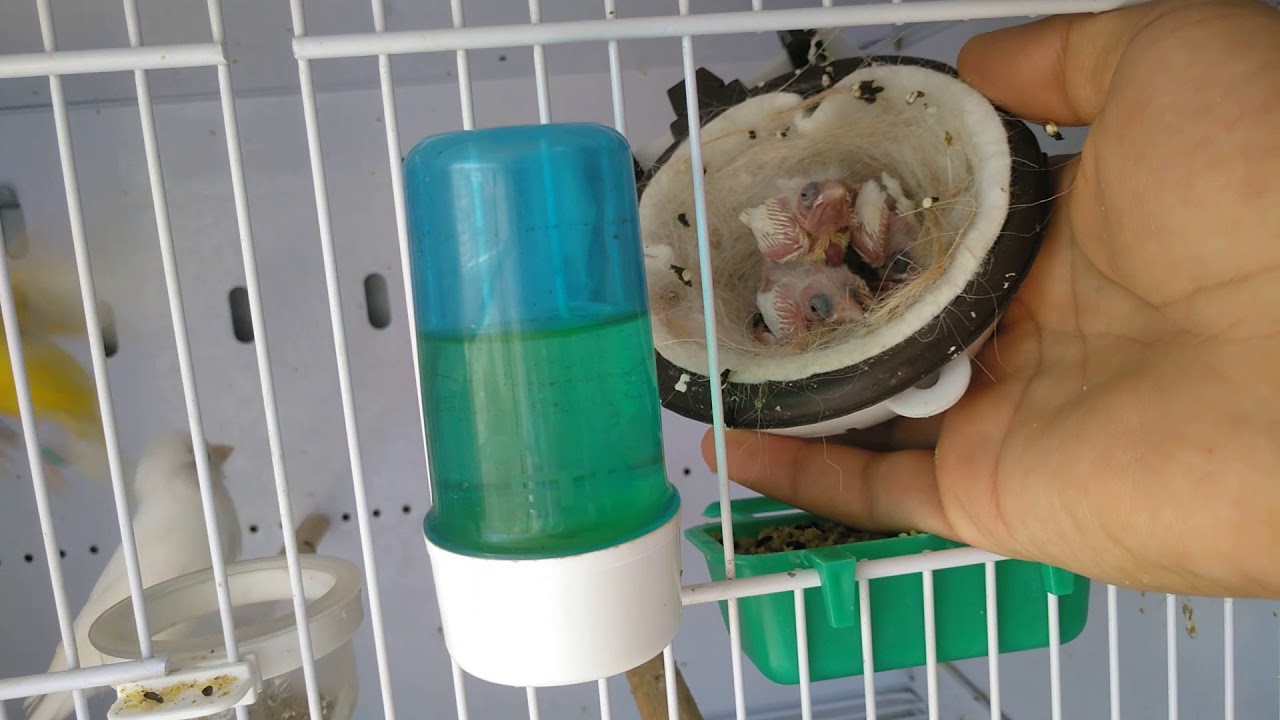 POLLOS RECUPERADOS - FIN de la CRÍA