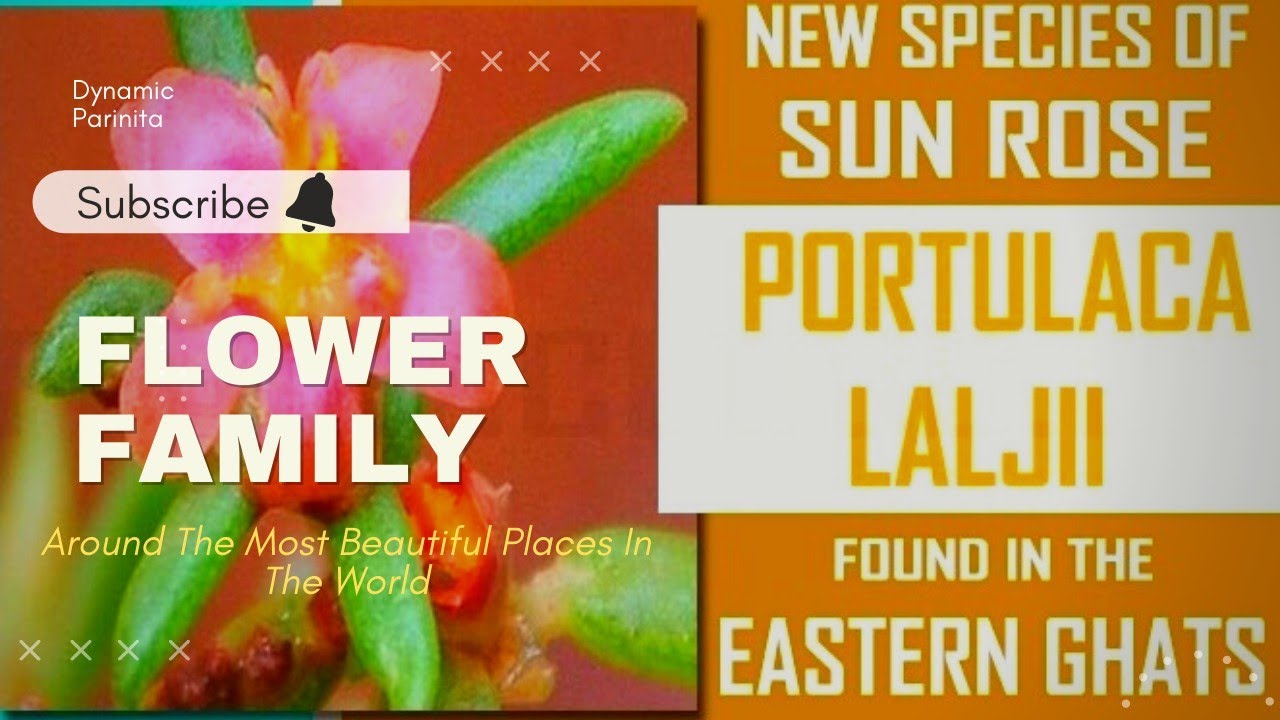 Portulaca Laljii |Portulacacea | Flower Family