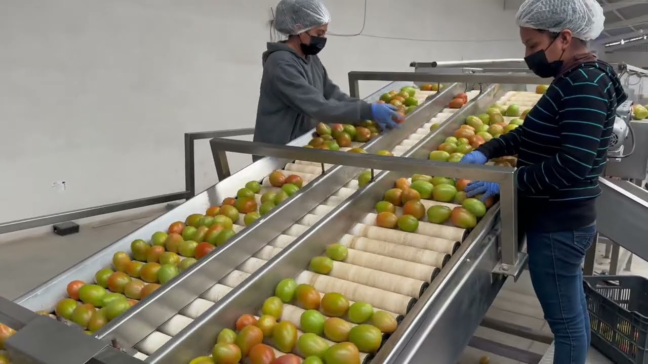 Solución clasificado de tomate - Valle Creciente Hgo