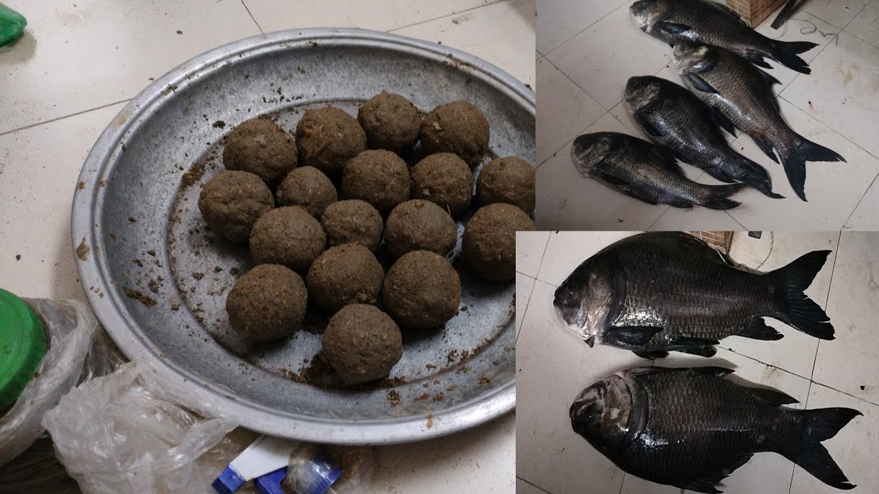 কাতলা মাছের চার তৈরি প্রথম থেকে শেষ পর্যন্ত। কিভাবে করতে হয় দেখে নিন। 🚣🐟🐠🔥