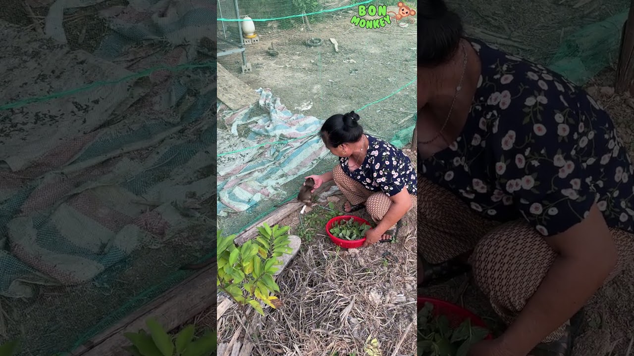 Monkey baby Bon Plays with Grandma Ly - Relaxed and Happy