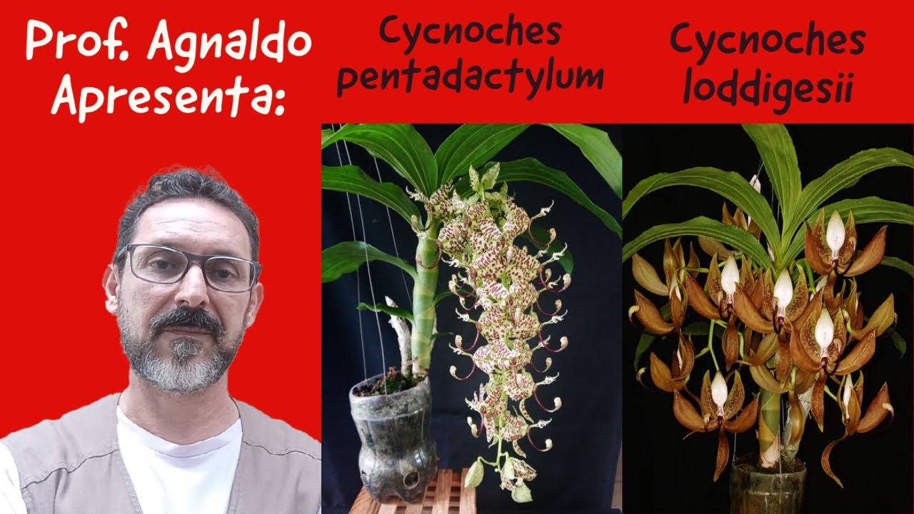 Esp&eacute;cies Orqu&iacute;deas 15 - Cycnoches loddigesii e Cycnoches pentadactylon - Como cultivar essas plantas