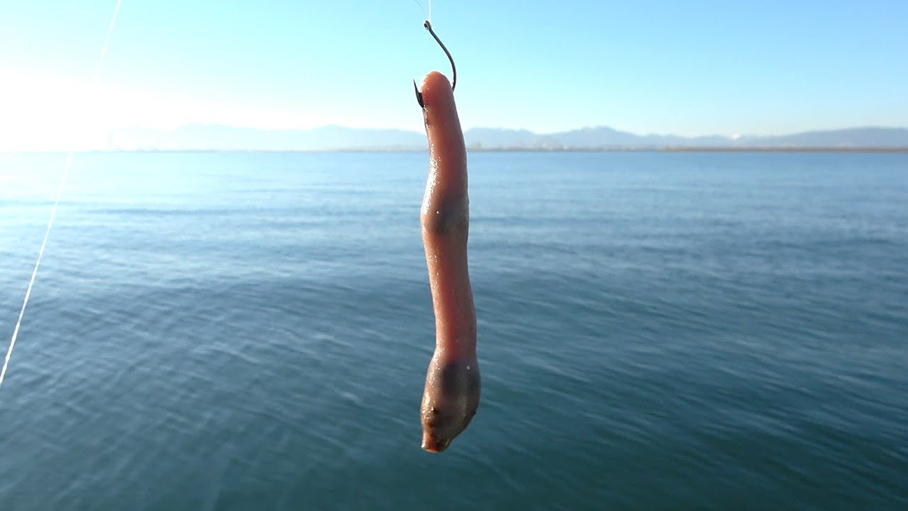 変な生物をエサにして釣りした結果…