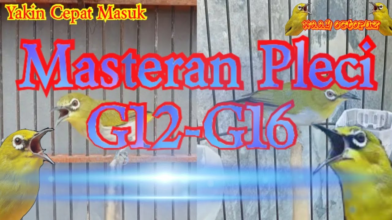Masteran Pleci G12-G16 Tembakan Rapat, Jamin Pasti Cepat Masuk Dan Nembak Pleci Nya