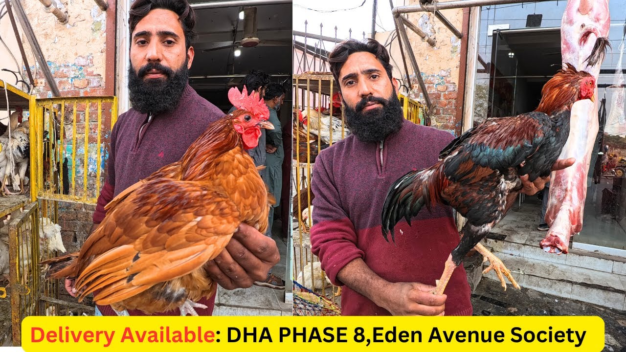 Fresh Mutton Beef and Chicken Shop | Broiler Chicken Price | Desi Chicken Price | Mutton Price