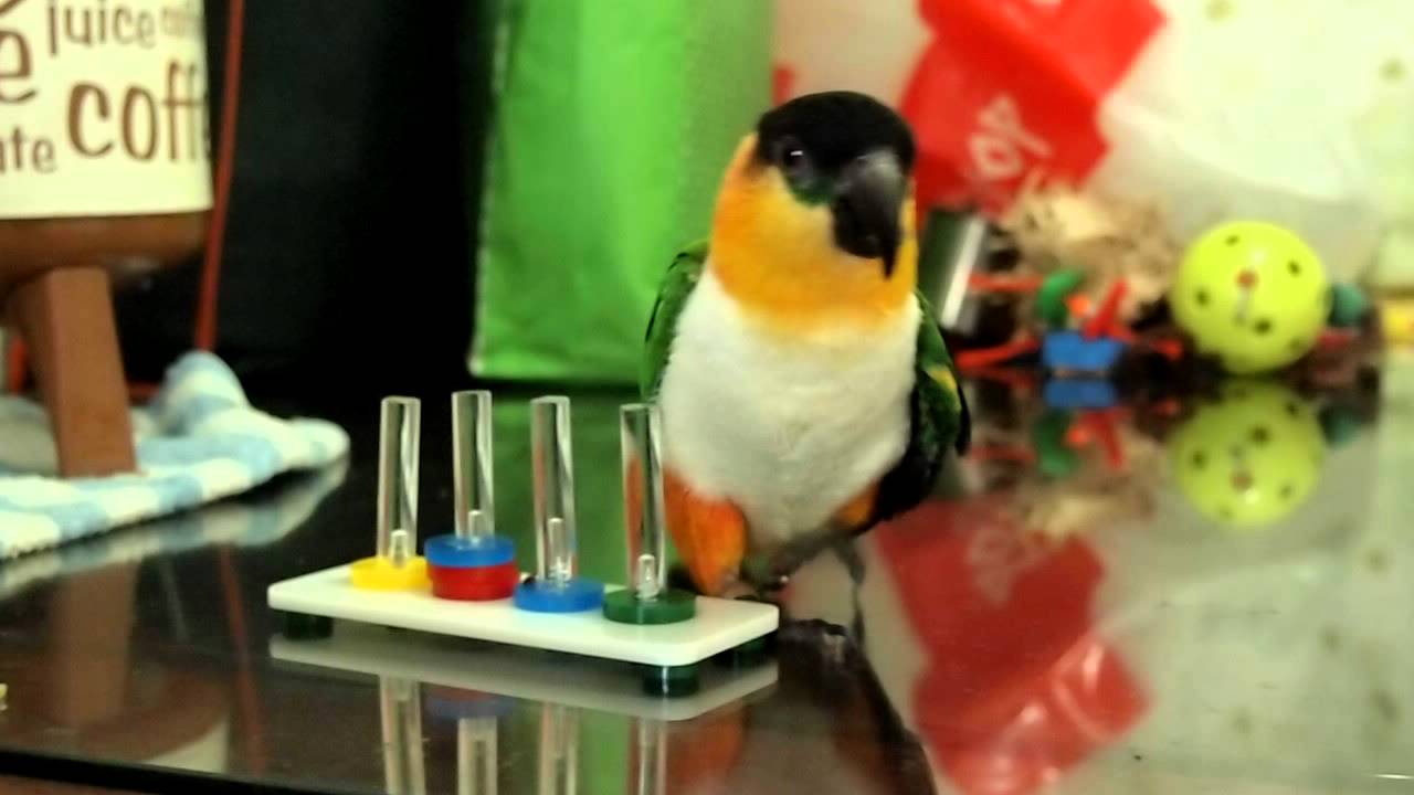 my caique parrot gei gei playing tricks