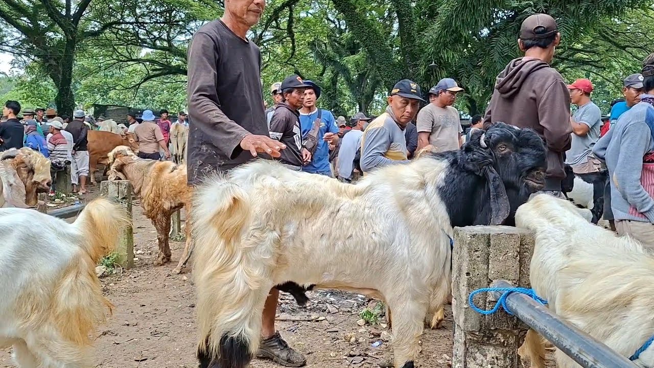 900✅️JANTAN SUPER SIAPAN QURBAN||harga masih murah||pasar kambing jatirogo