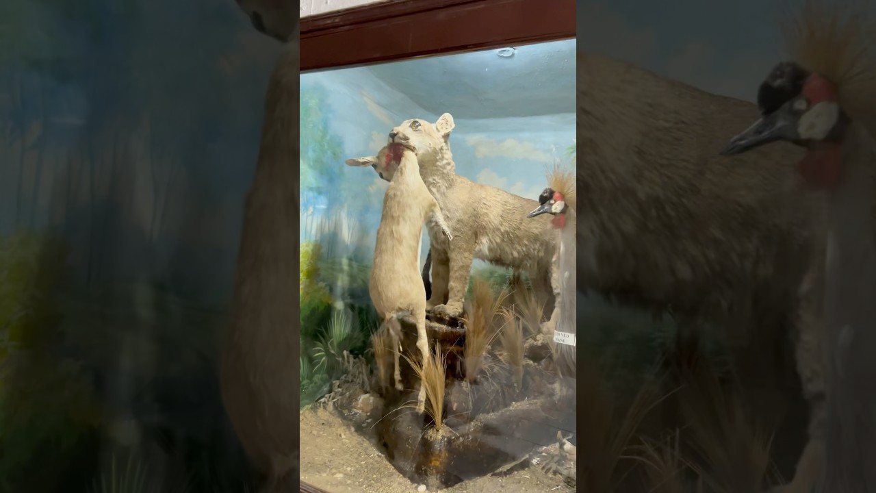 Dangeroous animals in meadum😨😱😱😱🫴🏻 