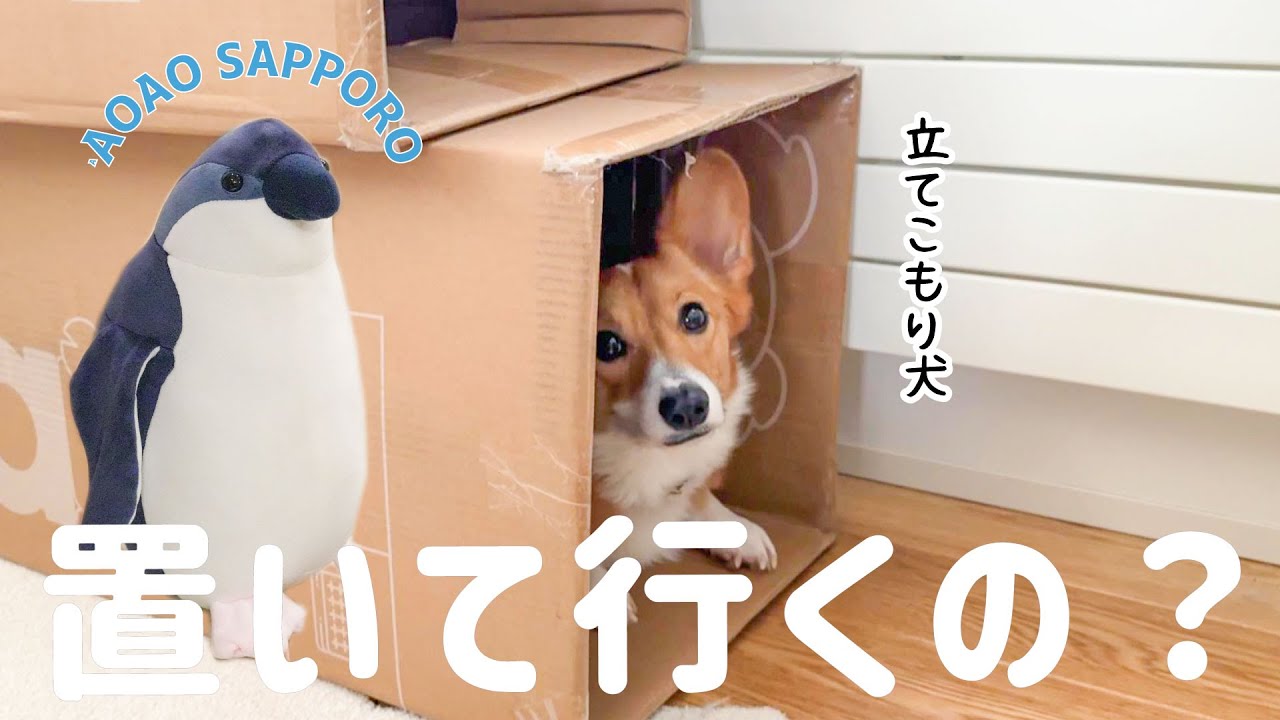 コーギーと暮らす2年生の冬休み【AOAO SAPPORO編】