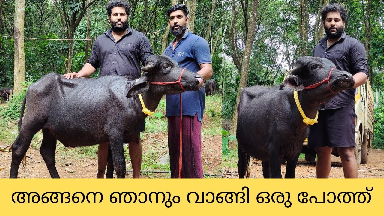 ഇവരുടെ ഫാമിൽ നിന്നും ഞാനും ഒരു പോത്ത് വാങ്ങി|Buffalo farming|Buffalo sale|Murrah Buffalo farm