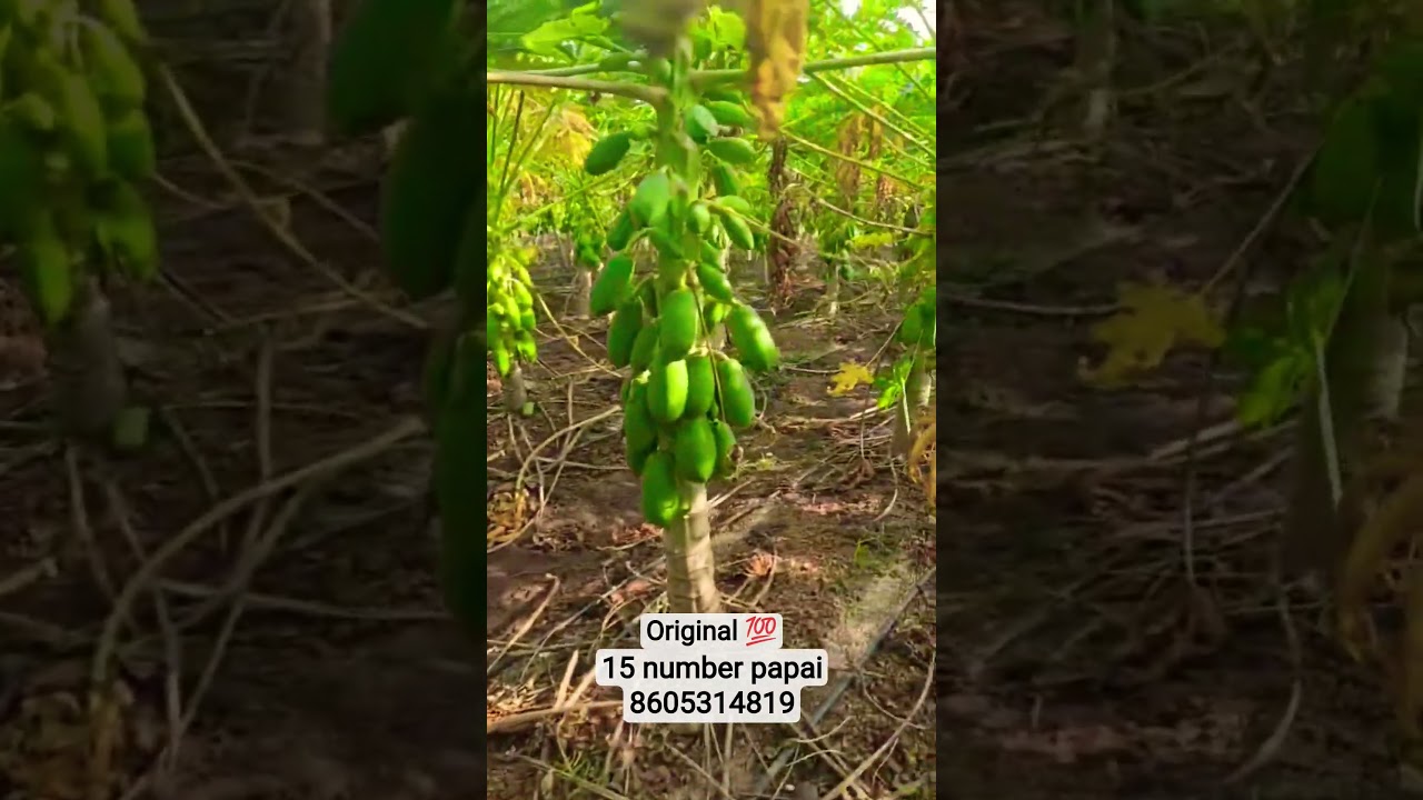 अस दाखवायला लागतय 15 number papai रोपे माऊली हायटेक नर्सरी 