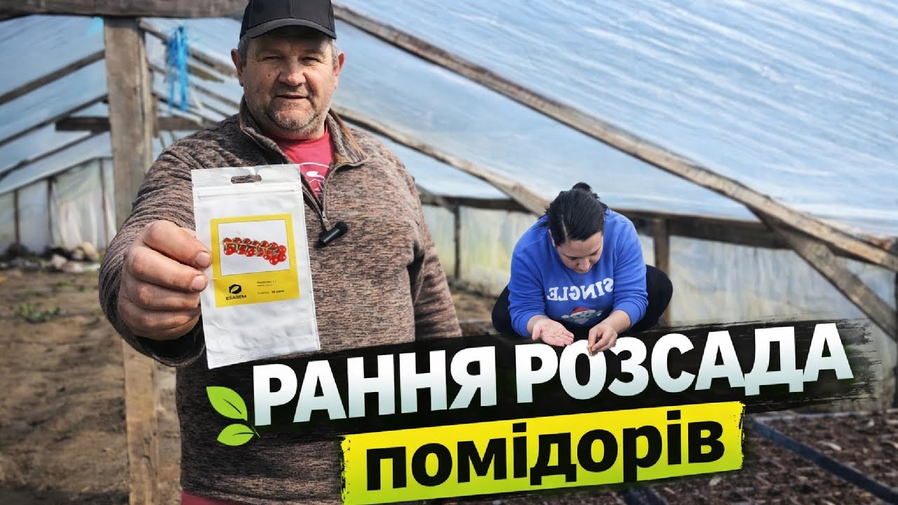 Сіємо насіння помідорів. Які сорти будемо садити в цьому році. Життя та бізнес у селі