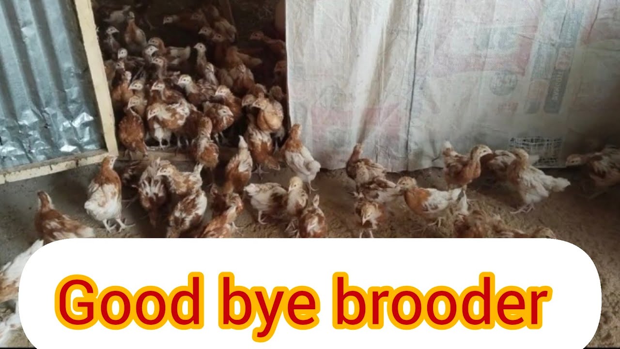 My chicks finally leave the brooder - big day on the farm