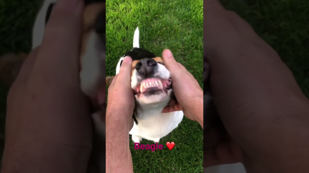 Beagle love massage🥰#beagle #dog #cute #doglover #dogs