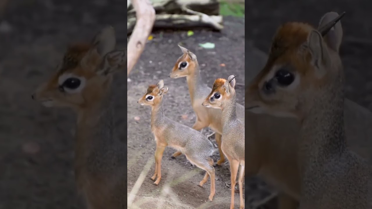 Bovidae (Gray, 1821) - oila  Дикдик тур