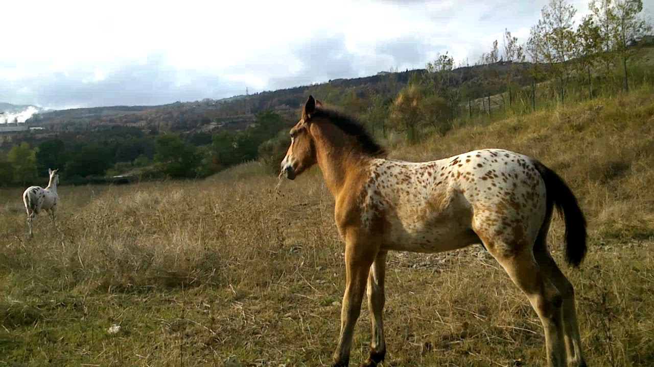 puledri Knabstrupper giocano