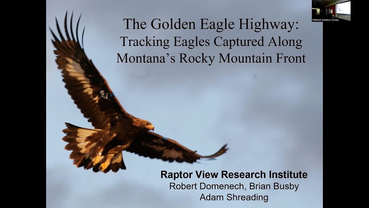 The Golden Eagle Highway: Tracking Eagles Captured Along Montana's Rocky Mountain Front