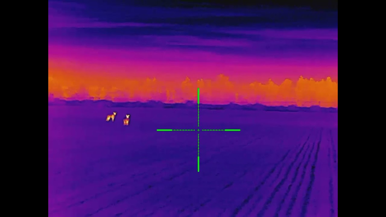 Thermal coyote hunting with the Iray rico, dog down!