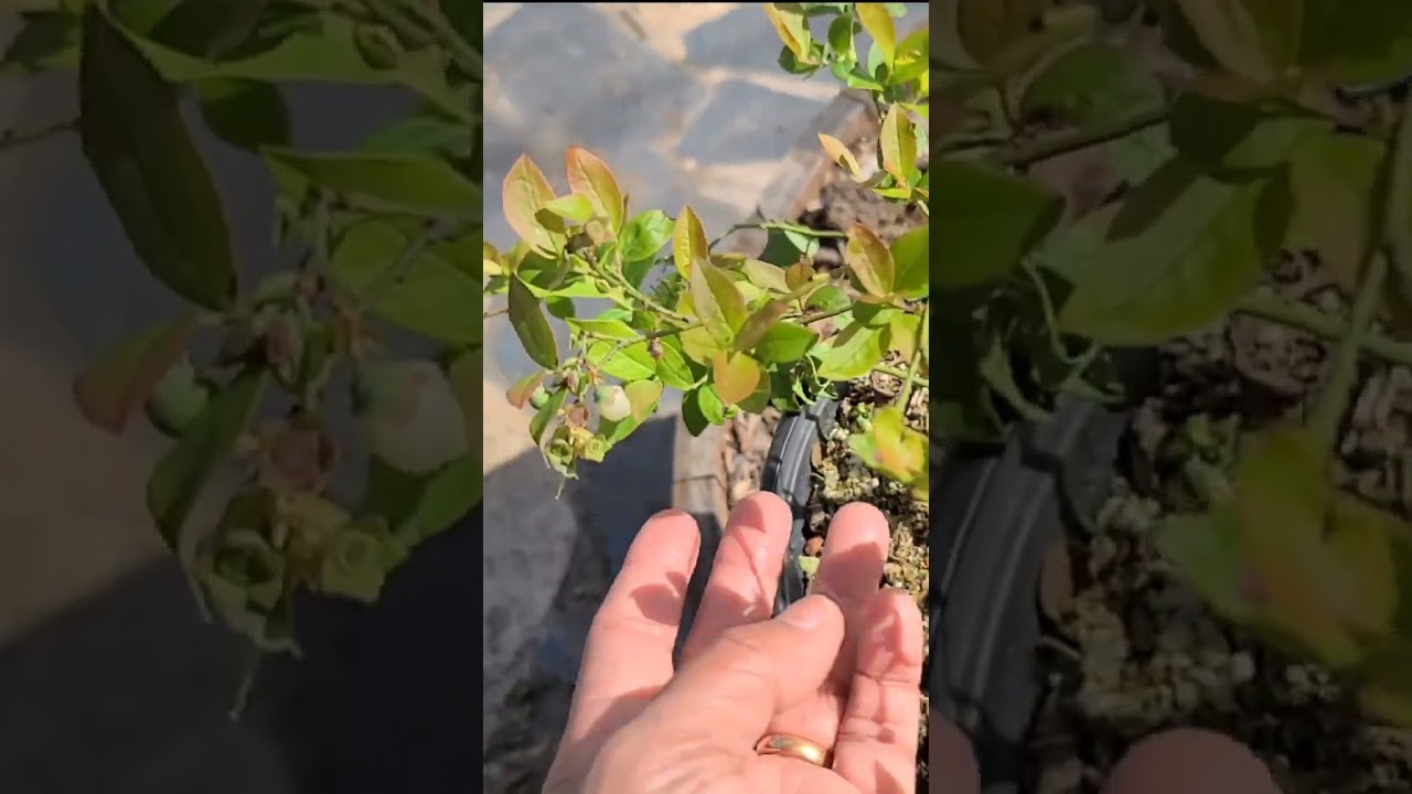 СДЕЛАЙТЕ ЭТО (ой!) для более крепких растений ГОЛУБИКИ