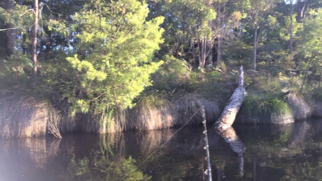 Blackwood river, Francis Cabrel et petit poisson