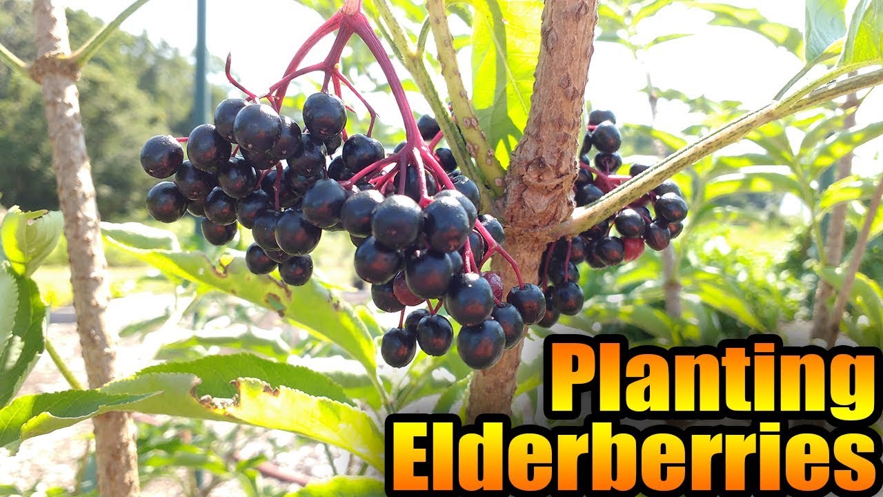 Planting Elderberries