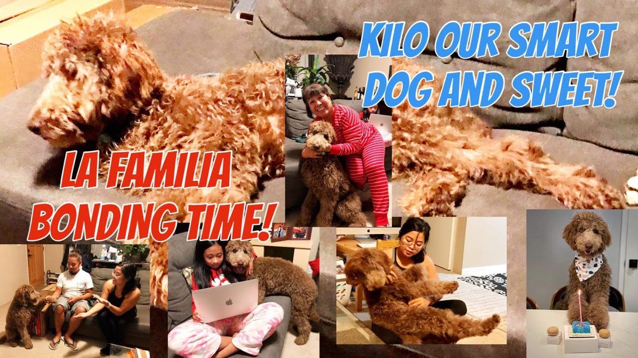 MEET OUR SWEET AND SMART DOG KILO MY NIECE KATE  DOG!