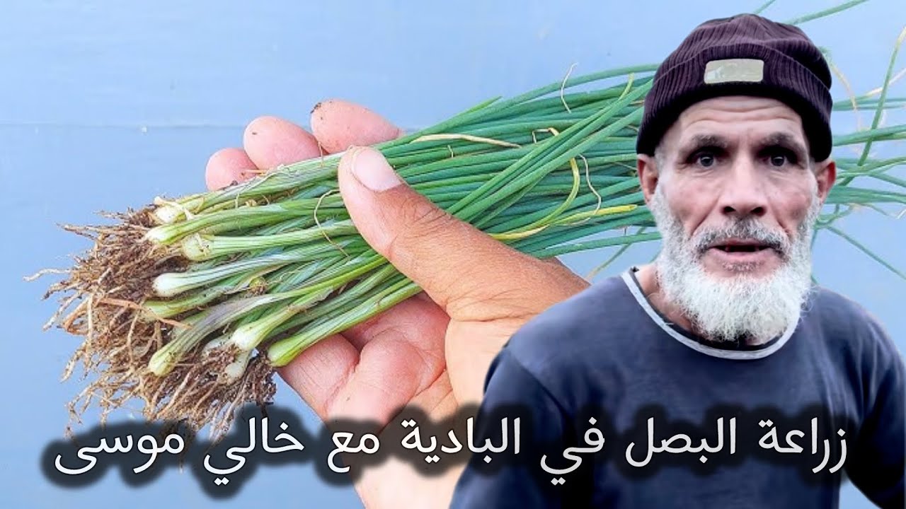 خالي موسى في البادية يتحدى الجفاف بالبصل والفول والجلبانة