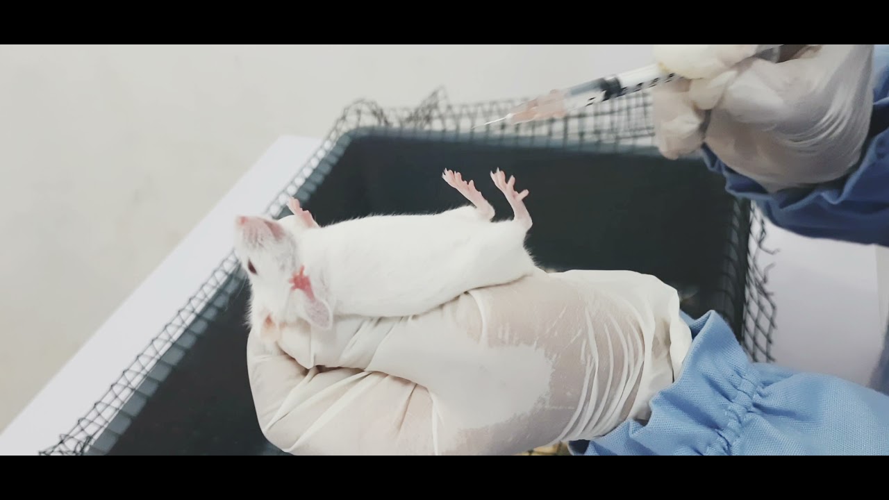 PRAKTIKUM FARMAKOLOGI P6 EFEK ANALGETIK