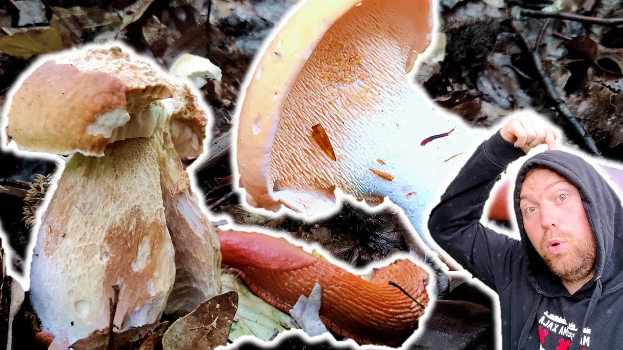 Artenreiche Pilzwanderung im Sp&auml;tsommer | Semmelstoppelpilz, Steinpilz & Pfifferling