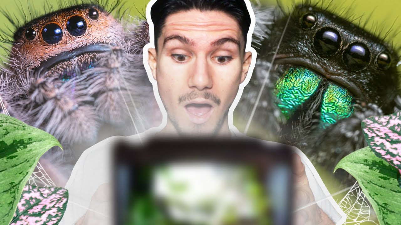 Je créer un terrarium Delta pour l'une de mes Phidippus ! (+update des araignées)