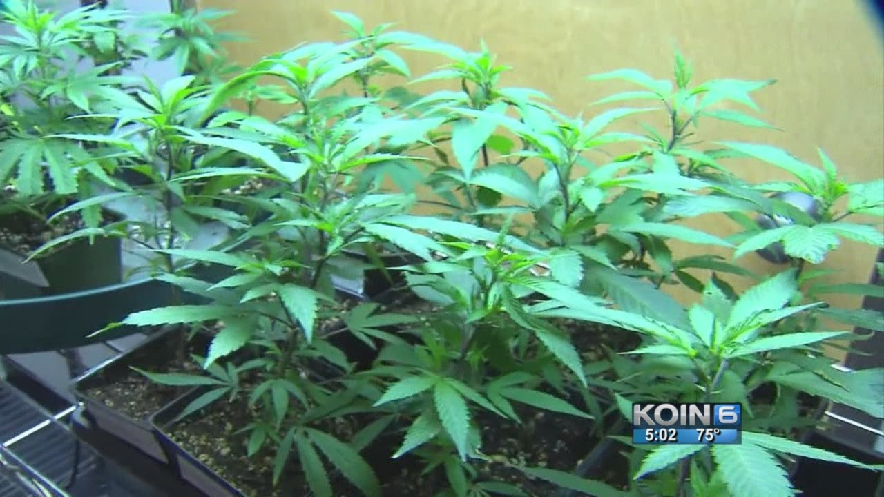 Pros, cons of earlier Oregon retail pot sales