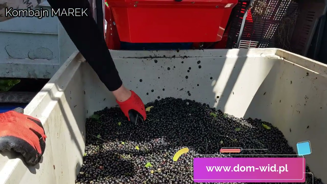 Zbi&oacute;r czarnej porzeczki / Kombajn Marek/ Dom-Wid/ Black currant harvester/Maszynowy zbi&oacute;r owoc&oacute;w