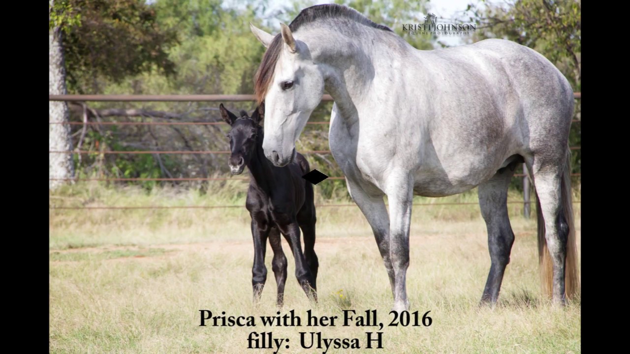 Prisca H:  16.3h andalusian pre mare in foal to Gitano Mor