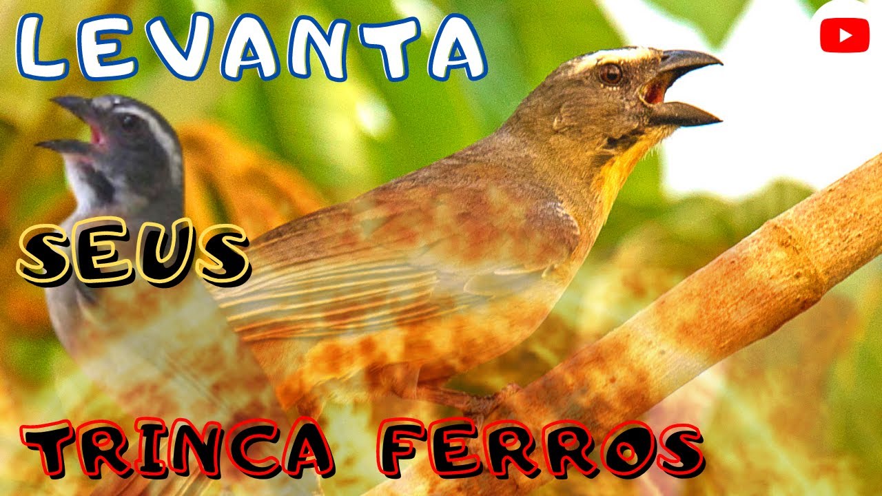 Estourando os Trinca ferro no Canto