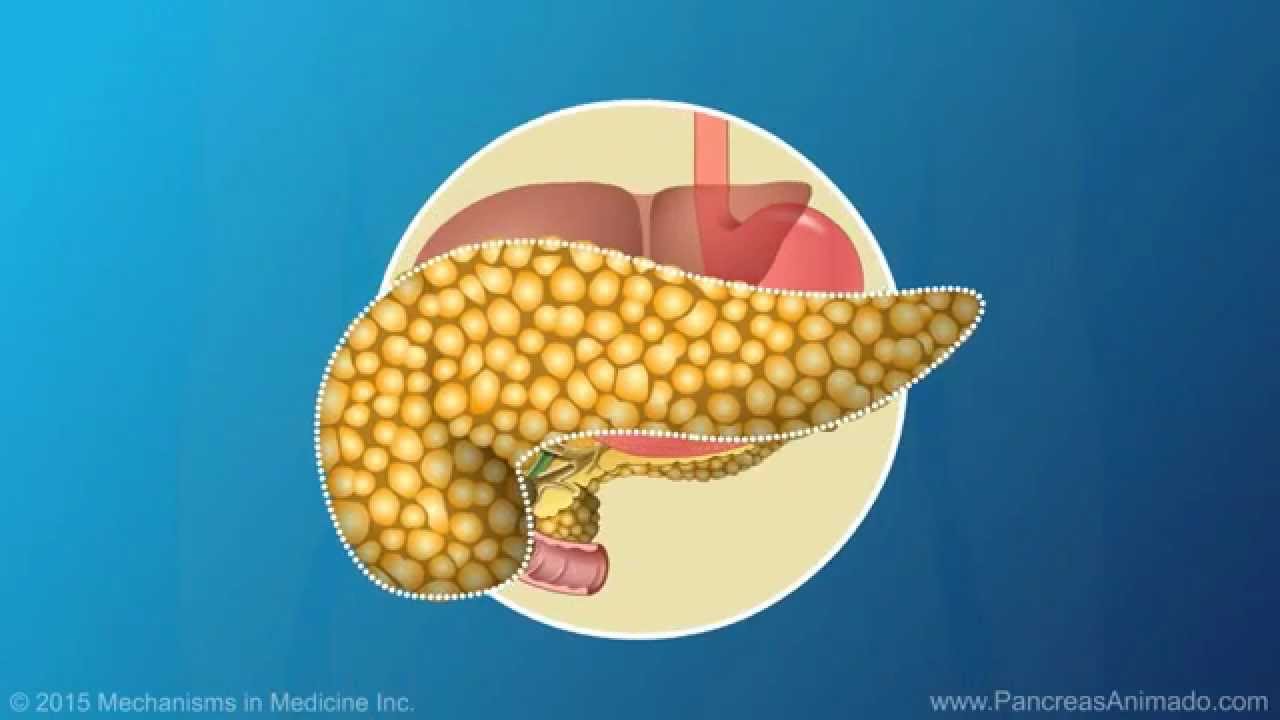 Función y anatomía del páncreas