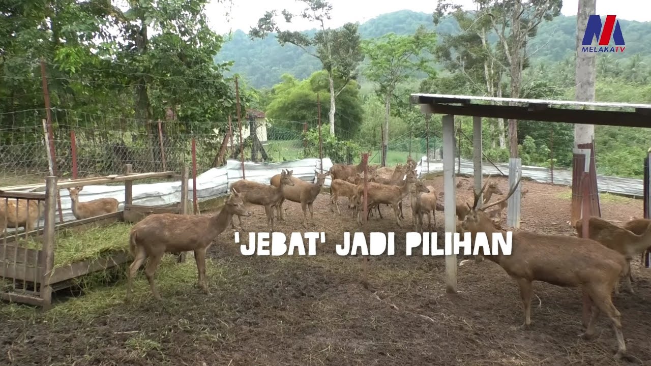 'Jebat' Jadi Pilihan