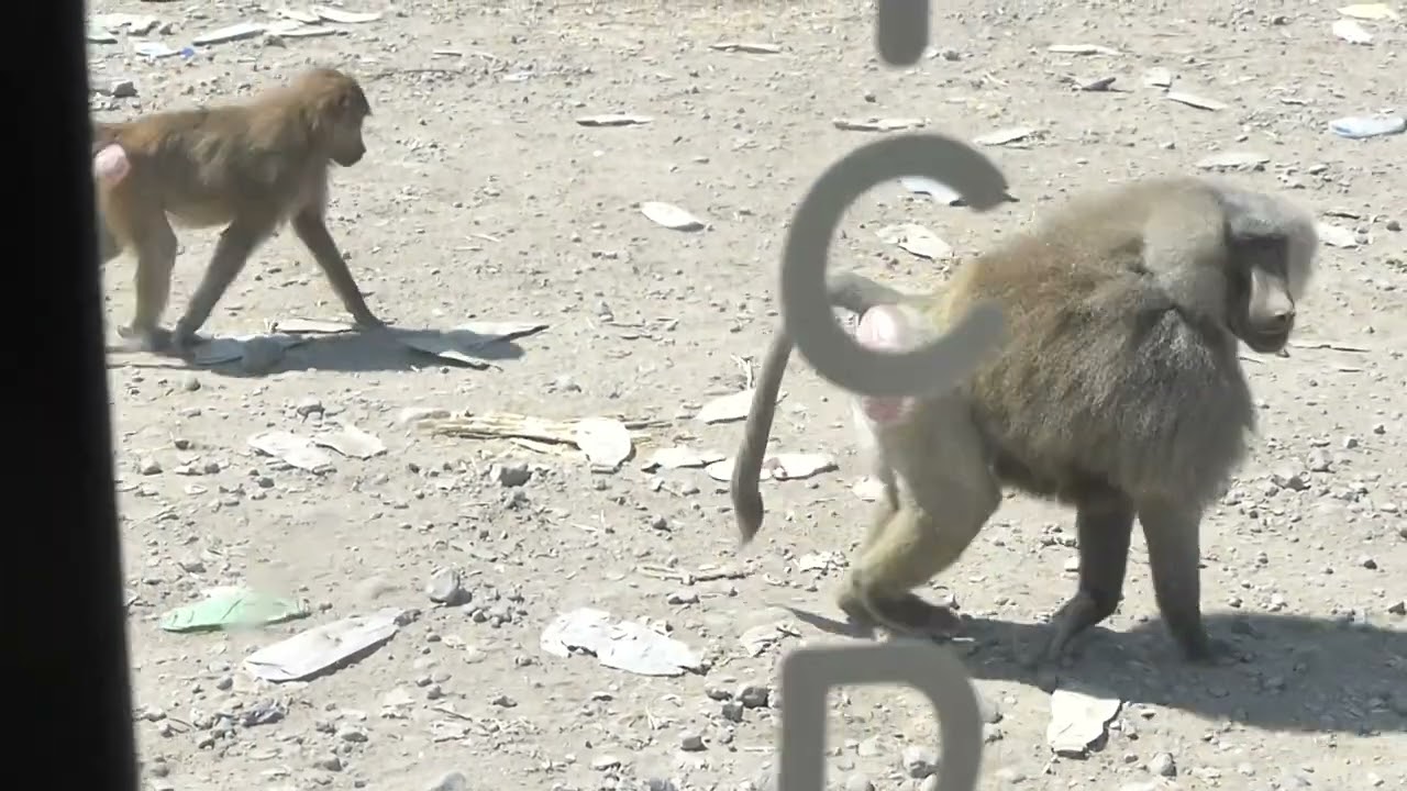 Olive x Sacred Baboon hybrid, Papio anubis x P. hamadryas, Awash NP, Ethiopia, 9 Jan 2015 (2/2)
