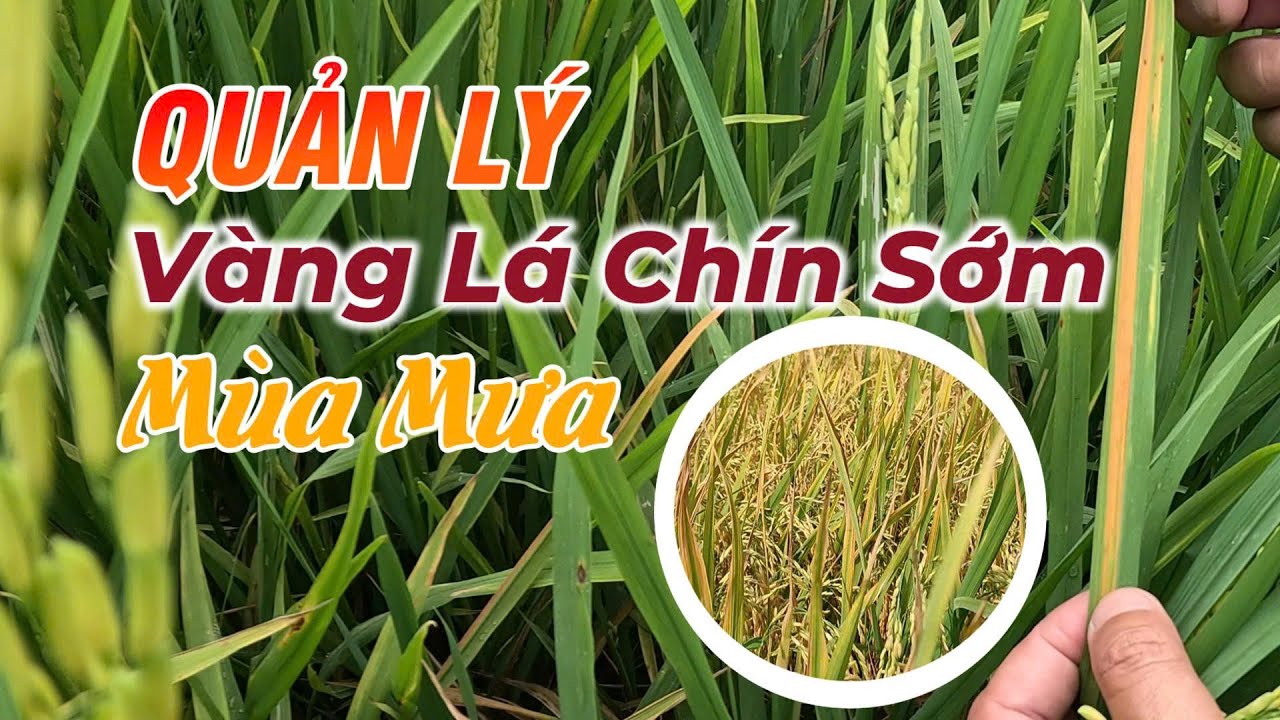 C&aacute;ch quản l&yacute; v&agrave;ng l&aacute; ch&iacute;n sớm trong m&ugrave;a mưa l Hai L&uacute;a V&agrave;ng