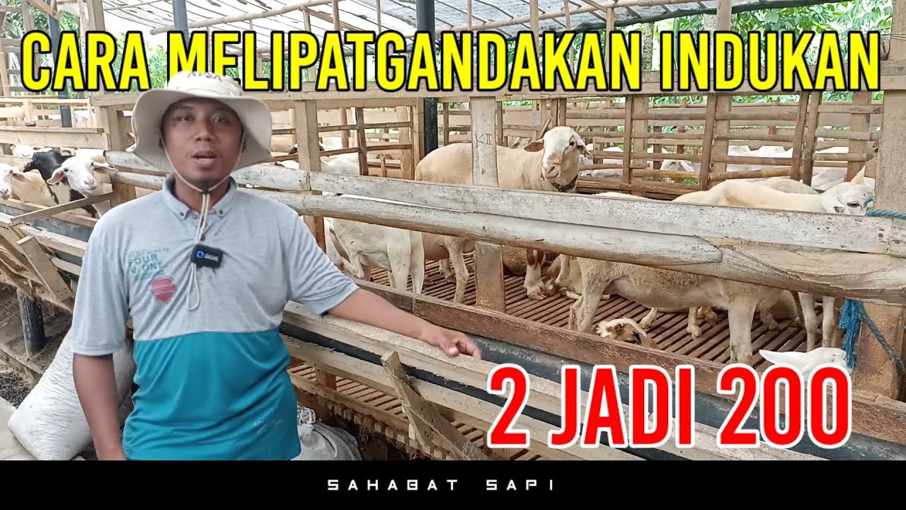 CARA CEPAT MELIPAT GANDAKAN INDUKAN DOMBA ALA TERNAK AGRO MANDIRI