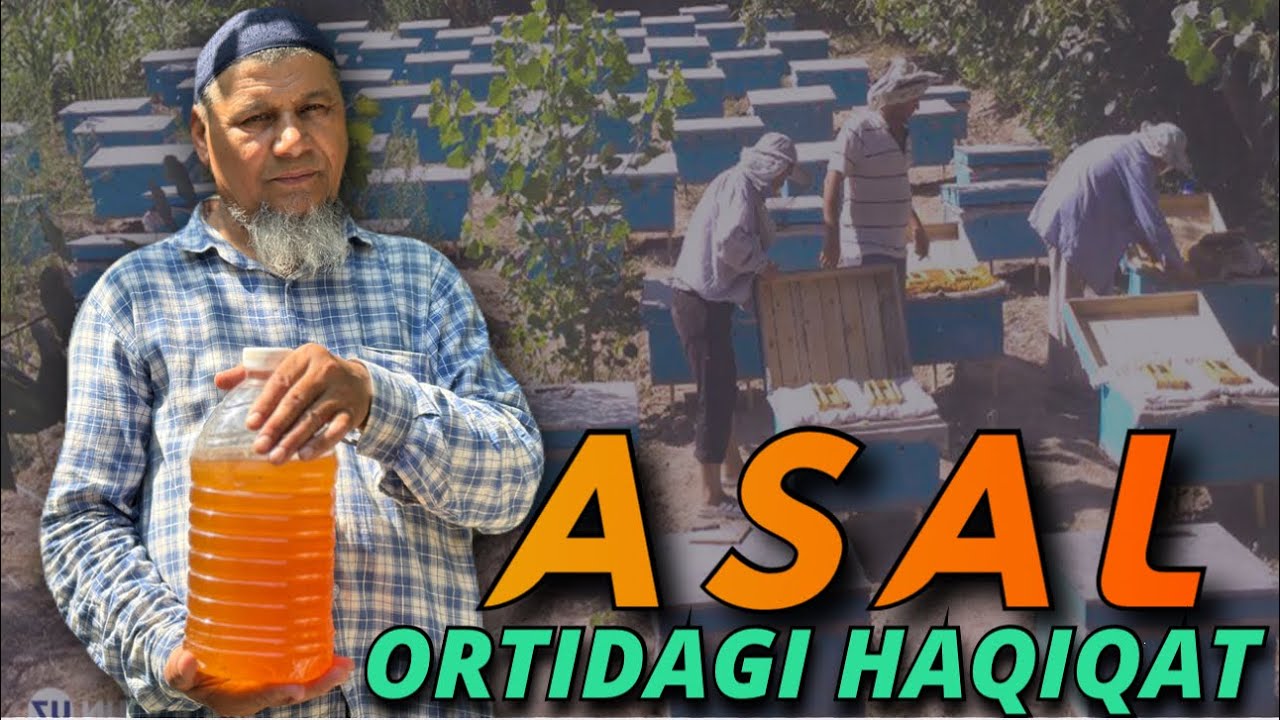  Arilar Bilan Yuzma-Yuz.  Asal Olishda Mutaxassis Barcha Sirlarni Oshkor Qildi! 