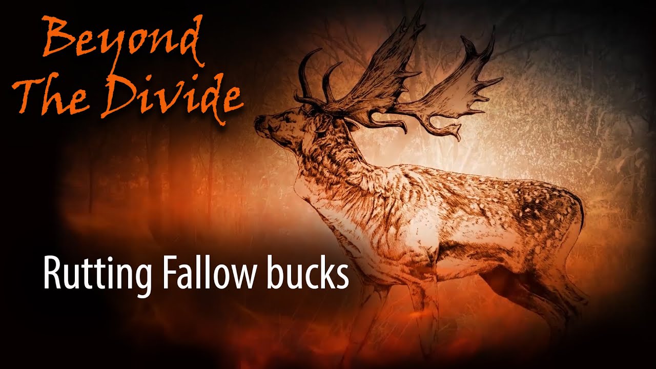 South Australian Fallow in the Rut | Beyond The Divide - Series 3 EP 1