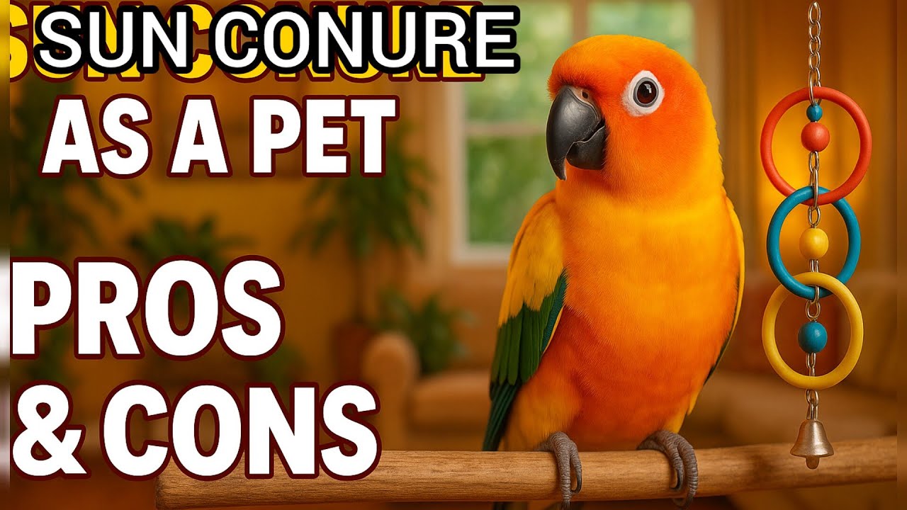 Sunconure's as a Pet  🦜 /Pros and Cons for new owner #Sunconure