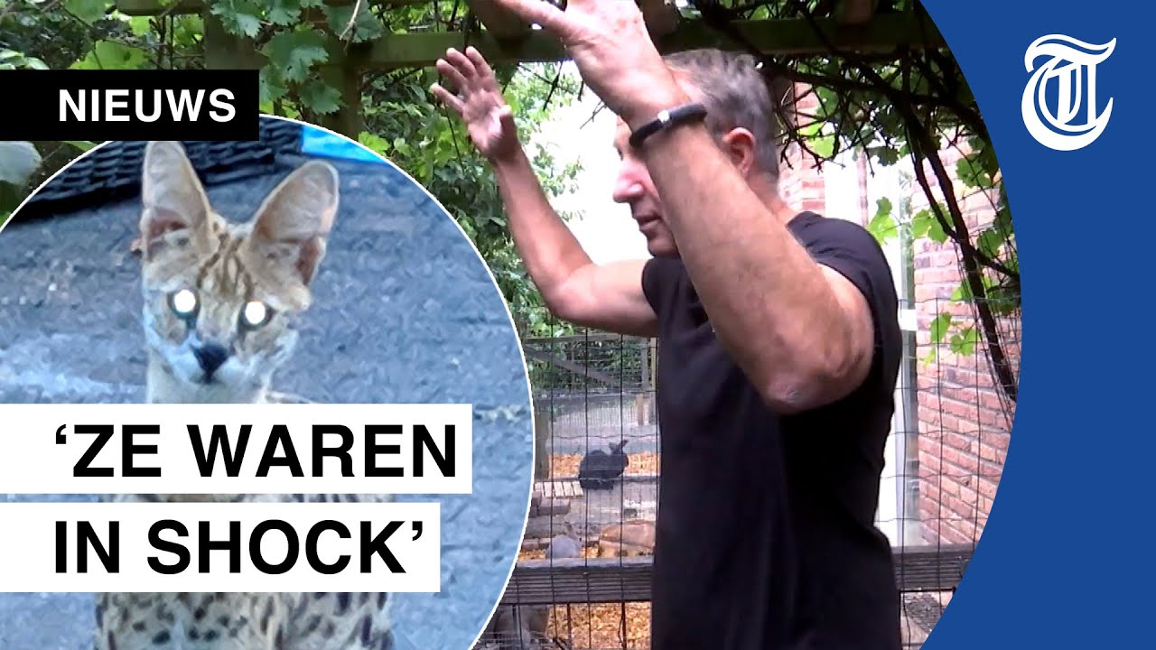 Oog in oog met wilde kat: ‘Hij viel mij aan!’