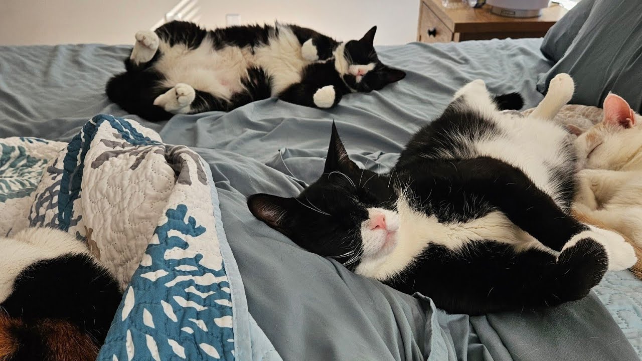 life with 9 cat rescues ♥️