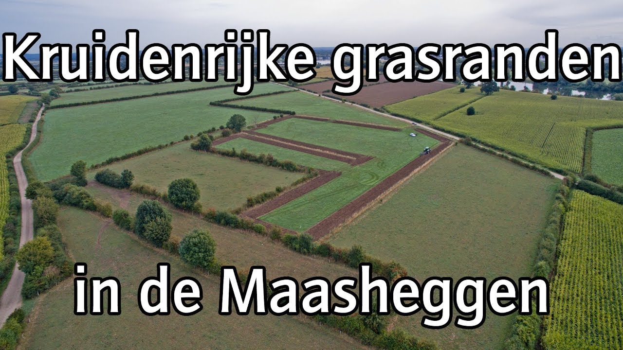 Kruidenrijke graslandranden met inheemse flora in de Maasheggen met NL Bloeit!