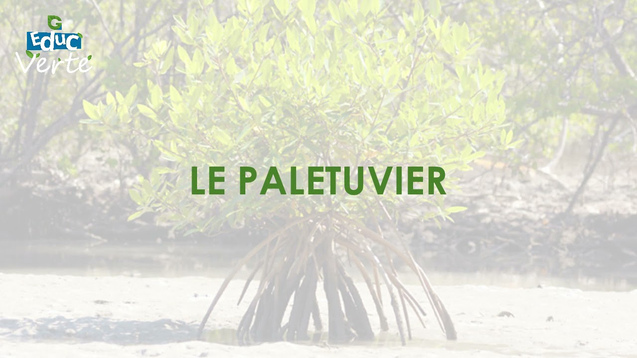 Les palétuviers