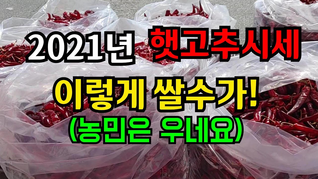 너무나 싼 고추시세에 농부는 울고 서민은 웃고