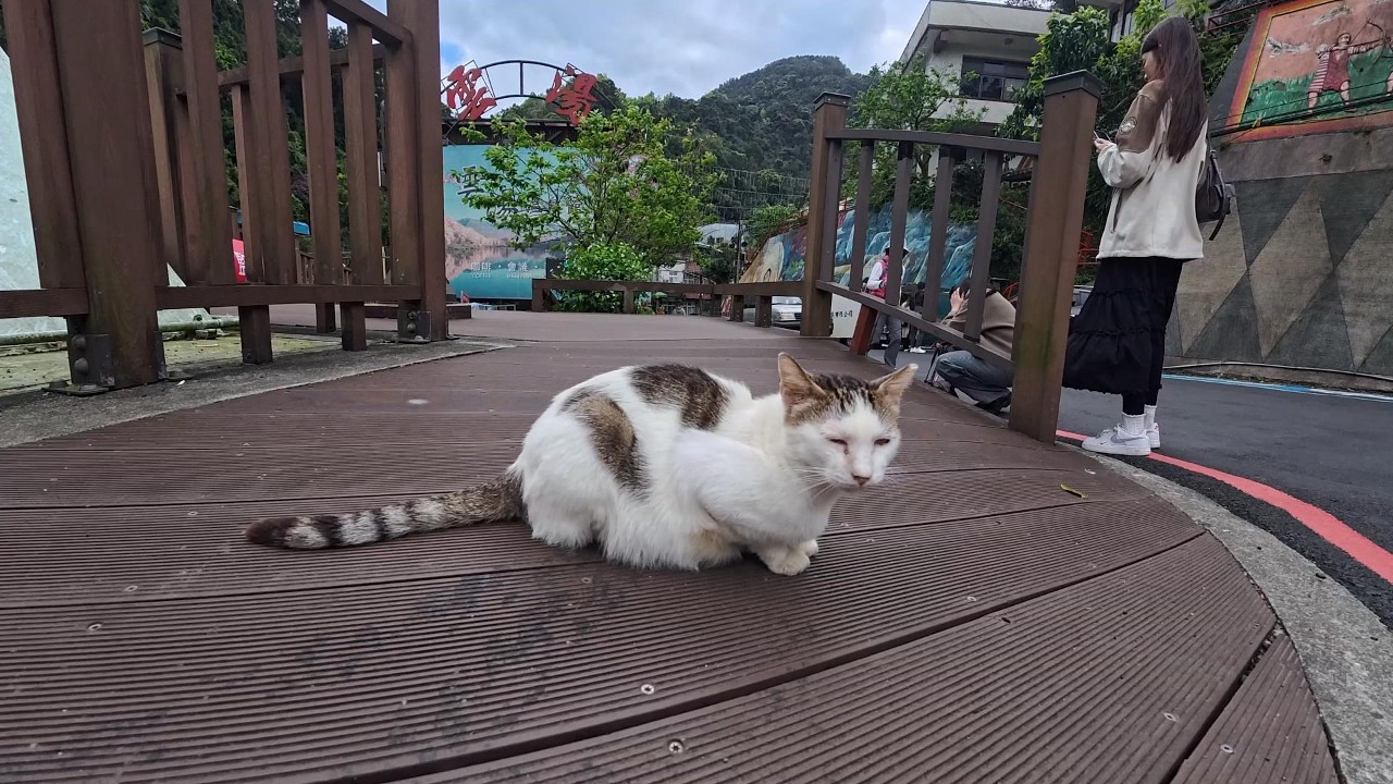 From Wulai Falls to the Red Bridge A Cat’s Watch in 4K